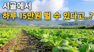 시골에서 뭐먹고 살지? 시골에서 돈버는 방법 알려드립니다 [도농인력중개플랫폼]