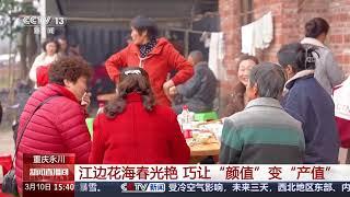 [新闻直播间]重庆永川 江边花海春光艳 巧让“颜值”变“产值” | 新闻来了 News Daily