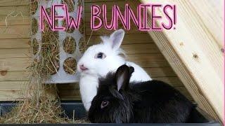 Introducing The Bunnies