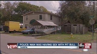 A Tampa man is accused of having sex with a pit bull