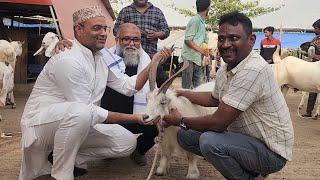 JD Goat Farm Live Unloading Palai Goats | Orisa Se Log Palvate Hai Bakre.