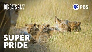 Super Pride! The Xudum Pride Becomes One of the Largest In the World | Big Cats 24/7 | PBS