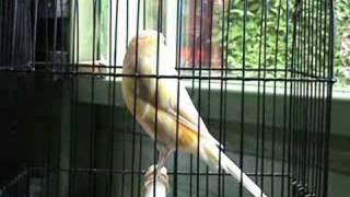 Some of our  Yorkshire canary showbirds