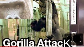 キレて体当たりするゴリラ！ Gorilla attack/ Angry  Momotaro (怒るモモタロウ）【Kyoto Zoo 京都市動物園】