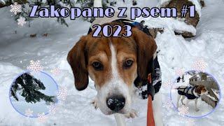 ZAKOPANE Z PSEM #1 2023 ️️ Vlog - Przyjechaliśmy w góry, haul, psia wycieczka, przegląd sklepu