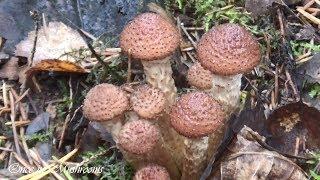 Грибы Опята Подзелёнки Октябрь 2018 Беларусь Mushrooms Однажды в Грибах 15