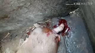 All about Pigs|THIS IS HOW A MOTHER PIG GIVING BIRTH HER PIGLET BLESSING /cc