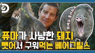 애리조나 사막이 생존하기 돼지게 좋다는 베어형! : 생존? 난 무조건 돼지! [Man VS Wild]