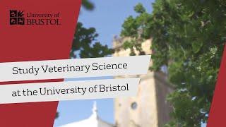 Start your career studying vet science at world-leading Bristol Veterinary School