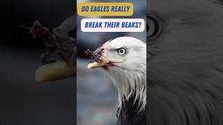 Do Eagles Really Break Their Beaks to Live Longer? #EagleFacts #Birding #Eagles