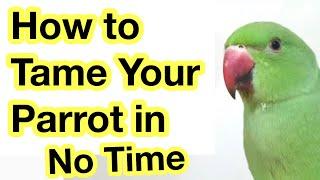 How to Tame Your Parrot in No Time | Taming Secrets