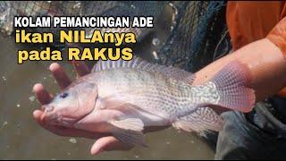 SUPER GACOR IKAN NILANYA‼️DIKOLAM PEMANCINGAN SI ADE