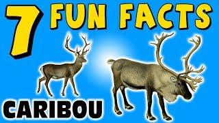 7 FUN FACTS ABOUT CARIBOU! FACTS FOR KIDS! REINDEER FACTS! Snow! Learning Colors! Funny Sock Puppet!