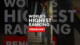 World's Highest Ranking Penguin? #facts #penguin #bengali