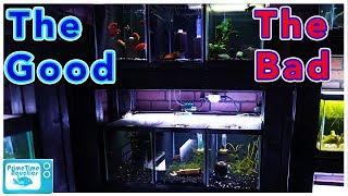 10 Gallon Fish Tank Pros and Cons: Are They Worth It?