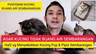 PENYEBAB KUCING BUANG KOTORAN SEMBARANGAN - Kucing Berak Sembarangan - Kucing Kencing Sembarangan