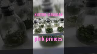 kultur jaringan pink princes