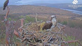 Loch Arkaig Osprey camera 2