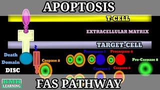 FAS Pathway Of Apoptosis | Extrinsic Pathway Of Apoptosis | Programmed Cell Death | Apoptosis |