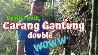 Bambu Carang Gantung double, WOWW // part 02
