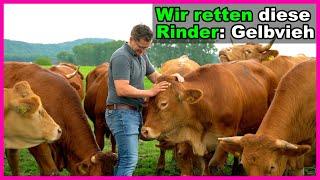 Hier kommt unser Rind her: Das Gelbvieh | Weidehaltung Rinder