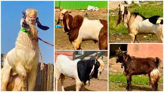 Amazing Andul Goats of Idris Bhai at Razzak & Sinan Goat Ranch Mumbai