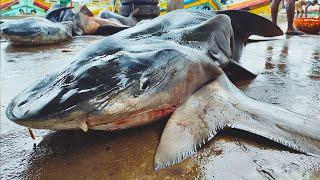 Massive Sharks At Negombo Fish Market | Shark Cutting Skills