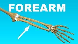 Ulna and Radius - Forearm Overview Bones #7