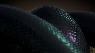 Snake Video Footage - 4k Snake Video Ultra HD