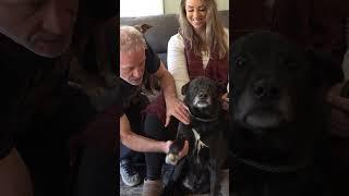 DOG STARES THE ENTIRE ADJUSTMENT  Animal Chiropractor