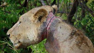 Saving a lion from suffocation. The second life of a lion.