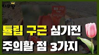 튤립 구근 심기전 주의할점 3가지