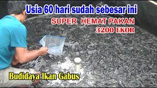 Ikan gabus usia 2 bulan sudah sebesar ini || super hemat pakan || budidaya ikan gabus