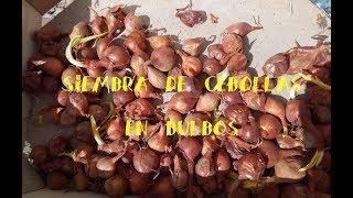 Siembra de cebollas en bulbo || Tu Huerto Fácil  ||  #cebollas