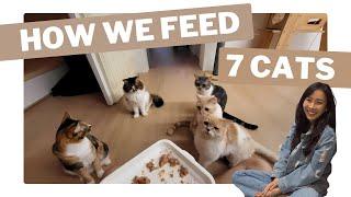 How We Feed Our 7 Picky Cats Dinner