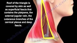 Posterior Triangle Of The Neck  - Everything You Need To Know - Dr. Nabil Ebraheim