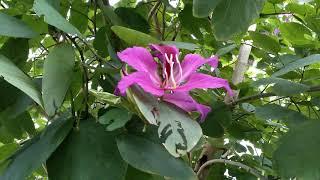 HONG KONG ORCHID TREE ( Bauhinia blakeana ) in flower.