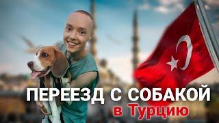 Переезд с собакой в Турцию | Справки, таможня, перелет