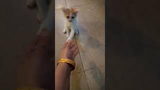 shake hand cutecat #cat funny video #by  #afrozkitchen family food