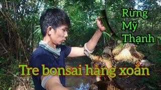 Một phôi tre bonsai ven rừng Mỹ Thạnh | Tre Rừng Bonsai