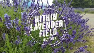 Hitchin Lavender Field - UK - July 2023