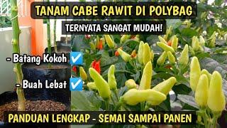 Cara Menanam Cabe di Polybag Agar Berbuah Lebat | Panduan Lengkap Menanam Cabe Rawit