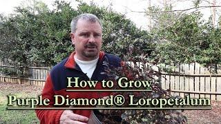 How to grow Purple Diamond® Loropetalum (Purple Foliage Evergreen Shrub)