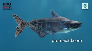 Mekong Giant Catfish 3D Model | @PROmax3D