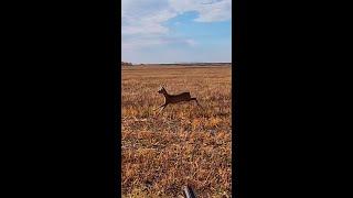 Охота на косулю с дратхаарами / Roe deer hunting with German Wirehaired Pointer