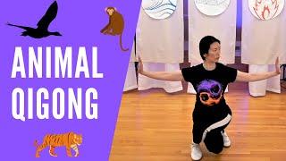 Animal Qigong (To Revitalize Your SPIRIT)