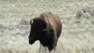 A feisty buffalo on Antelope Island