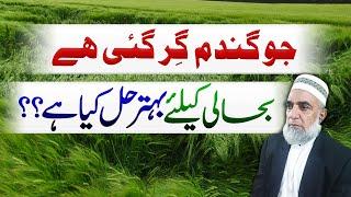 How to minimize Lodging losses of wheat crop || Crop Reformer