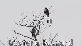 Eastern Buzzard ノスリの飛翔とホバリング　猛禽類