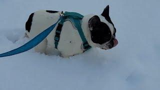 7 Dogs In Snow Heaven for 3 Minutes - Dogwalker 2/20/25